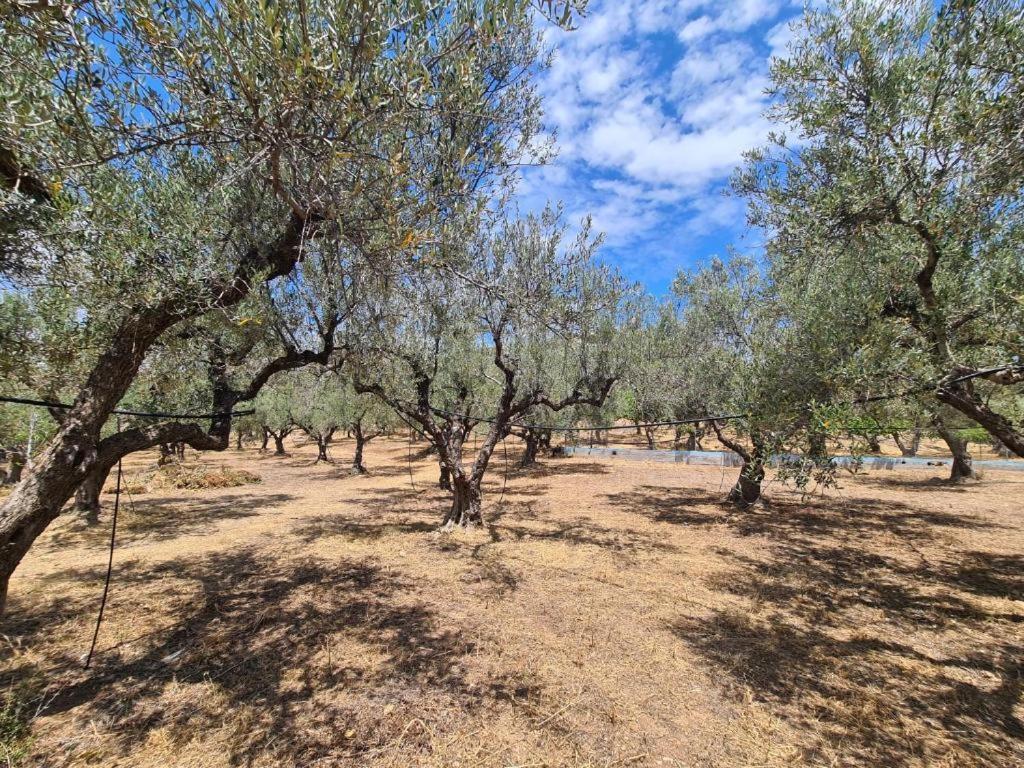 Το Κτήμα Της Ελιάς Του Τάκη Guest House Paralia Demonias Bagian luar foto